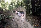 Clic here to see the picture (fallbreak00_24.jpg)