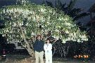 Clic here to see the picture (hawaii52.jpg)