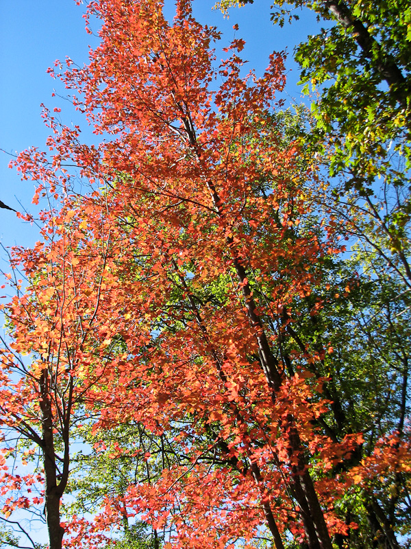 October 10, 2010